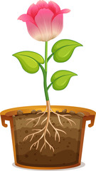 Wall Mural - Pink flower in clay pot on white background