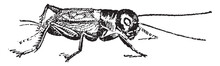 Cricket (insect), Vintage Illustration.