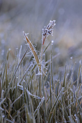 Sticker - Luzula campestris - tiny flowers with morning icing.