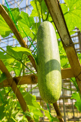 Wall Mural - Winter Melon (Wax Gourd) is also known as white gourd and winter gourd, in organic garden, ready to harvest.