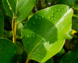 Green leaf with water drops