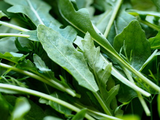 Wall Mural - greens for the salad on the table close-up