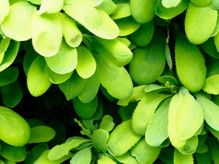 Wall Mural - green barberry Bush close up