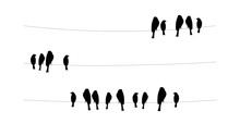 Vector Illustration Of Black Birds Sitting On Wires In Evening