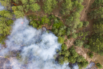 Wall Mural - Aerial view of a fire in a pine forest. Disaster filming by drone