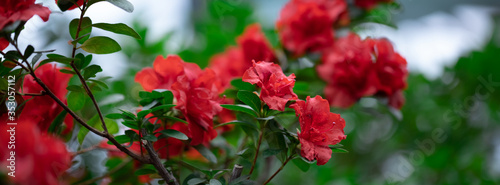 Banner azaleas tropical flower.