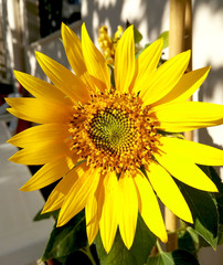 closeup of a blooming sunflower