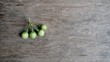 Solanum torvum on woodden table 