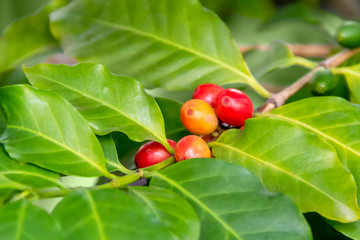 Canvas Print - Coffea plant closeup