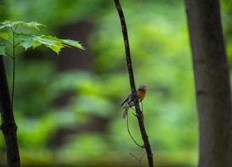 bright forest bird sings on a branch in the forest near the river