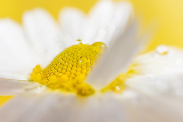 Wall Mural - Chamomile close-up, detailed macro photo. Yellow background. The concept of summer, healing herbs.