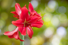 Red Amaryllis Flowers With Natural Bokeh Background