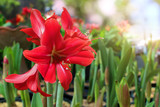 Red amaryllis flower blooming in garden, Amaryllis or Hippeastrums flowers