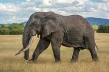 African Bush Elephant Walks Across Grassy Plain