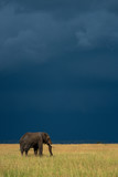 Fototapeta Sawanna - African elephant stands in grass under stormclouds