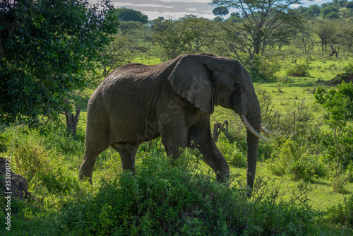 African elephant walks past bushes on savannah Wallpaper Mural
