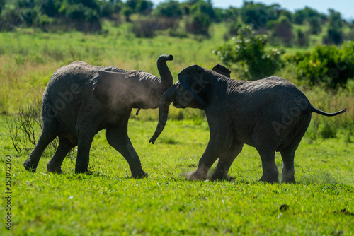 Photo Backlit young elephants play fight on grass