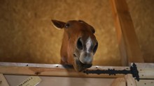 Funny Brown Horse Head Yawns In Stable