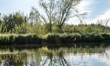 Fototapeta Natura - spring landscape with a beautiful calm river, green trees and grass on the river bank, peaceful reflection in the river water