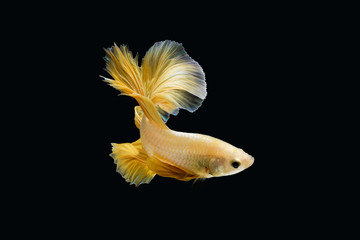 Close up Siamese fighting fish betta splendens (Halfmoon gold dragon betta ) isolated on black background. long fins and tail.  action fish splendens with clipping path.