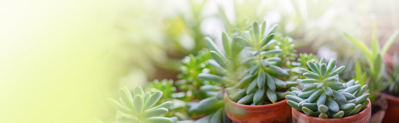 Wall Mural - Macro succulent plant