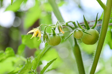 green tomatoes in the garden