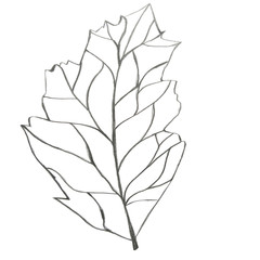 Illustration of strange leafe, hand drawn by graphit pencil 