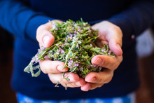 Woman Hold A Bunch, A Handful Of Wild Fresh Thyme Herb For Tea In Hands.