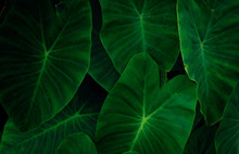Closeup Green Leaves Of Elephant Ear In Jungle. Green Leaf Texture Background With Minimal Pattern. Green Leaves In Tropical Forest On Dark Background. Greenery Wallpaper. Botanical Garden In Night.