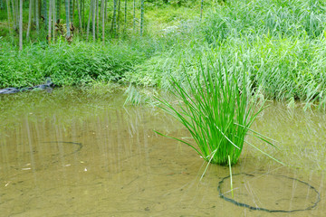  池と植物の落ち着く自然の風景