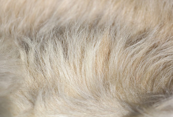 animal fur as an abstract background.