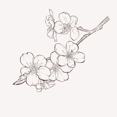 sketch floral botany collection. apple tree branch with flower drawings. black and white with line a