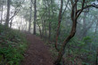 Sunrise shining through the morning mist on a hiking trail in Asheville, North Carolina