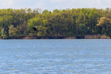 Wall Mural - Grey heron (Ardea cinerea) flying over a river