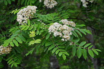 Sticker - Blooming sorbus close-up. White flowers of mountain ash.