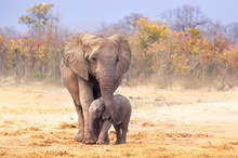 Elephant Mother With Baby