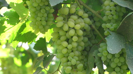 Grapes on a grapevine in Nashik