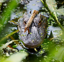 An Alligator In A Swamp With A Stick On His Head.
