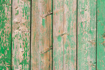 Wall Mural - Wooden background. An old rustic wooden fence with peeling green paint, cracks and nails.