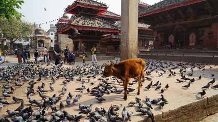 Cow Kathmandu Nepal 