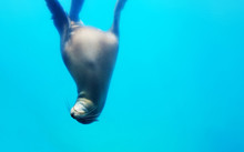 Sea Lion  In A Blue Water