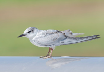 Wall Mural - Whiskered Tern waits on a rail