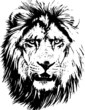 Hand drawn wild animal. Lion. Vector isolated on a transparent background