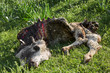 © Relisa - Dead animal lying on the grass, around a lot of flies