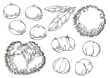 vector illustration of chestnut（hand drawn）