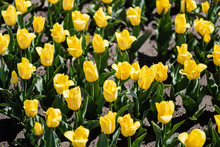 Beautiful Yellow Tulips With Green Leaves In Sunlight