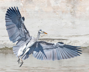 Wall Mural - Great heron shows off its majestic wingspan