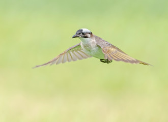 Wall Mural - Light-vented bulbul in flight with beautiful out of focus background