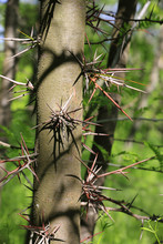 Big Thorns On Honey Locust Tree
