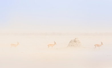 herd of  ipala in the savannah